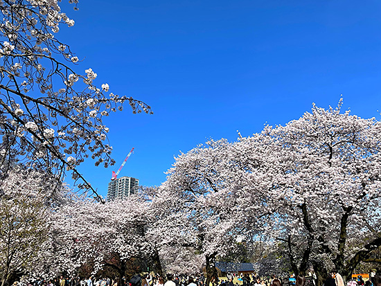 shinjuku-gyoen-sakura.jpg