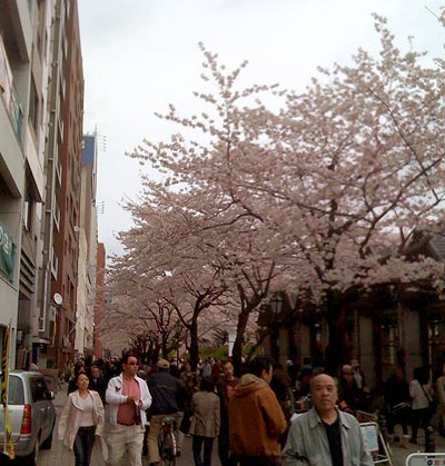 ume_090409.jpg