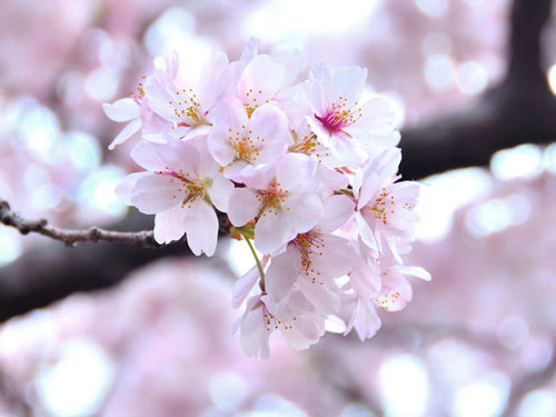 上野公園の桜