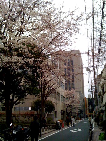 ume_100401.jpg